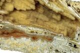 Agatized Fossil Coral Geode - Florida #271636-1